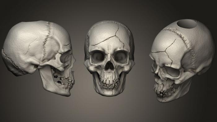 Anatomy of skeletons and skulls (ANTM_1057) 3D model for CNC machine